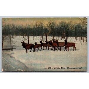 Postcard Illinois Bloomington Elk at Miller Park